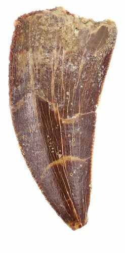 Serrated, Raptor Dinosaur Tooth - Morocco #54960